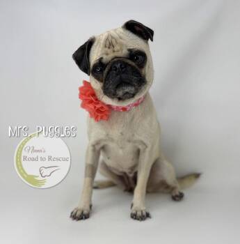 Pug Dogs Available for Adoption in Benton, Louisiana - Mrs. Puggles | PetCurious