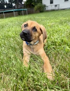 Enzo -  Hound and Labrador Retriever Dog for Adoption in Greenlawn, New York - Enzo | PetCurious