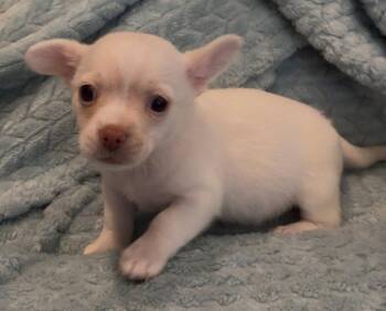 Wren -  Chihuahua and Dachshund Dog for Adoption in Montgomery, Texas - Wren | PetCurious