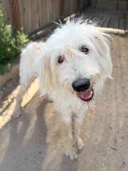 Betty White -  Irish Wolfhound and Poodle Dog for Adoption in Severance, Colorado - Betty White | PetCurious
