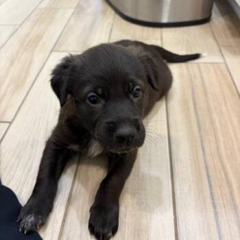 Smooth Collie and German Shepherd Dog Dogs Available for Adoption - Eggs Benedict | PetCurious