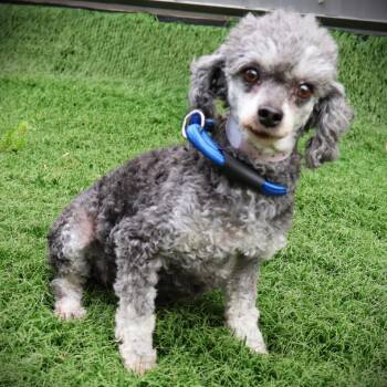 Poodle Dogs Available for Adoption - Donna | PetCurious