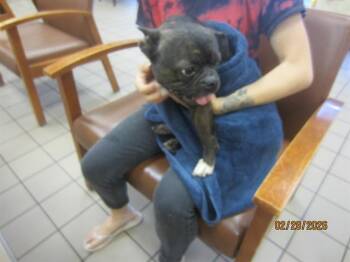 French Bulldog and Boston Terrier Dogs Available for Adoption - BINDY | PetCurious