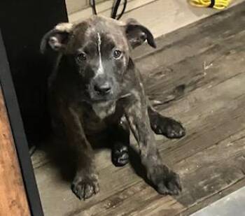 BULLWINKLE 204-26 -  Australian Cattle Dog Blue Heeler Dog for Adoption in Cambridge, Ohio - BULLWINKLE 204-26 | PetCurious