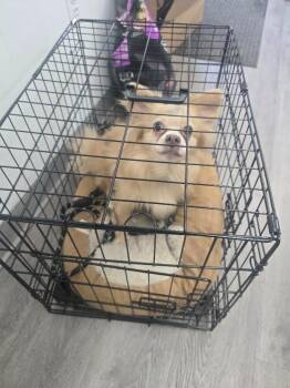 Roscoe/Bear -  Pomeranian and Chihuahua Dog for Adoption in Glenfield, New York - Roscoe/Bear | PetCurious