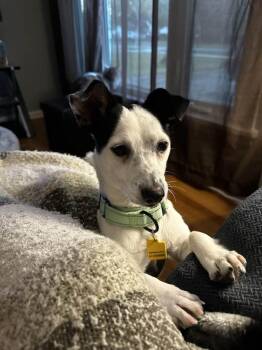 Rescue Rat Terrier Dogs for Adoption in North Olmsted, Ohio - Jake | PetCurious