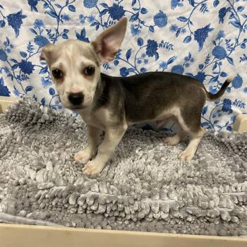 KENZ0 -  Pit Bull Terrier and Chihuahua Dog for Adoption in Modesto, California - KENZ0 | PetCurious