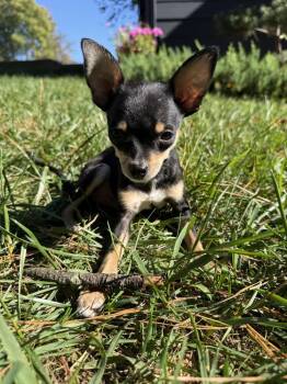 Romeo -  Chihuahua Dog for Adoption in Wake Forest, North Carolina - Romeo | PetCurious
