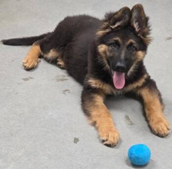 Echo fka Puppy 2 -  German Shepherd Dog and Mixed Breed Dog for Adoption in West Chester, Pennsylvania - Echo Fka Puppy 2 | PetCurious