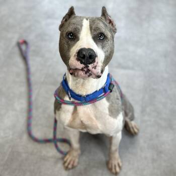 Rescue Mixed Breed Dogs for Adoption in Youngstown, Ohio - Luie | PetCurious