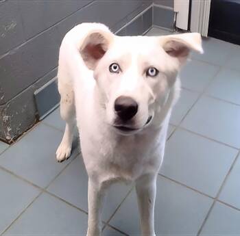 Brody -  Mixed Breed Dog for Adoption in Nashville, Tennessee - Brody | PetCurious
