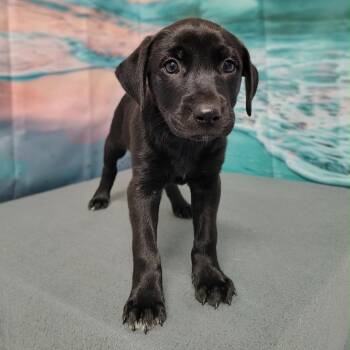 Major -  Labrador Retriever and Mixed Breed Dog for Adoption in Griswold, Connecticut - Major | PetCurious
