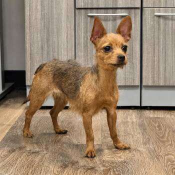 Luna -  Chihuahua Dog for Adoption in Syosset, New York - Luna | PetCurious
