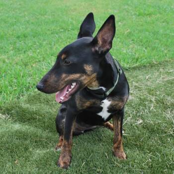 Bull Terrier and Doberman Pinscher Dogs Available for Adoption in Fairfield, Connecticut - Coco | PetCurious