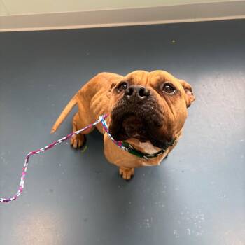 Pit Bull Terrier Dogs Available for Adoption - Puddin | PetCurious