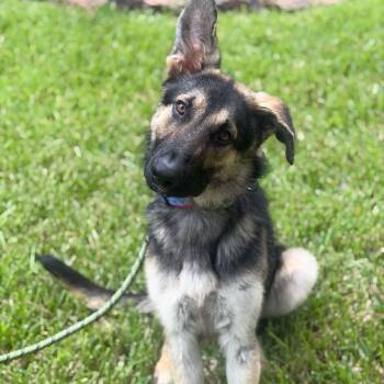 RANDALL GS -  German Shepherd Dog Dog for Adoption in Lucas, Texas - RANDALL GS | PetCurious