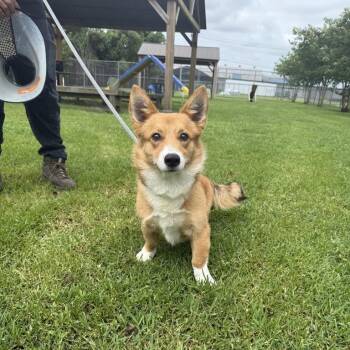 Bruno -  Cardigan Welsh Corgi Dog for Adoption in Freeport, Florida - Bruno | PetCurious