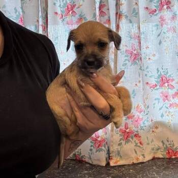 Chihuahua Dogs Available for Adoption - Ghetti | PetCurious