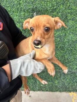 Chihuahua and Mixed Breed Dogs Available for Adoption - 60767555 | PetCurious