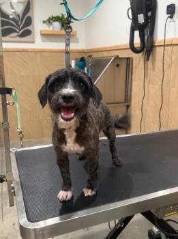 Luna -  Cockapoo Dog for Adoption in Aiken, South Carolina - Luna | PetCurious