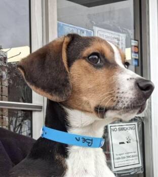 Rescue Beagle Dogs for Adoption in Parma, Ohio - Ben | PetCurious