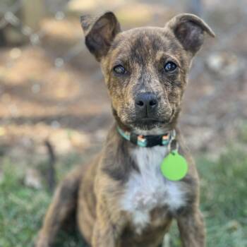 Terrier Dogs Available for Adoption in Greensboro, North Carolina - Izzy | PetCurious