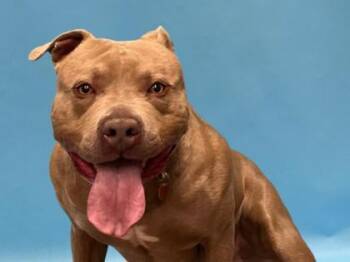 Rico -  Pit Bull Terrier and Mixed Breed Dog for Adoption in Golden Valley, Minnesota - Rico | PetCurious