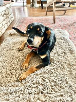 Rescue Shepherd Dogs for Adoption in Boerne, Texas - Changa | PetCurious