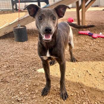 Bandit KCAC #764.26 -  Mixed Breed Dog for Adoption in Kerrville, Texas - Bandit KCAC #764.26 | PetCurious