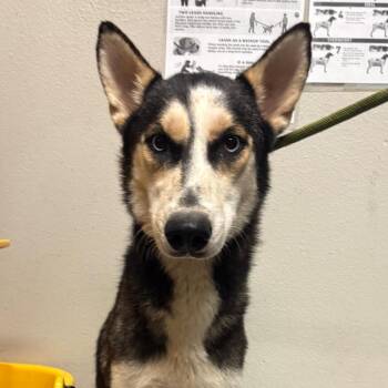 Mable -  Husky Dog for Adoption in Yuma, Arizona - Mable | PetCurious