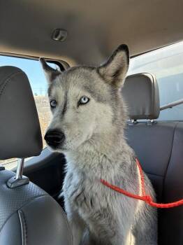 BELLE -  Siberian Husky Dog for Adoption in Stockton, California - BELLE | PetCurious