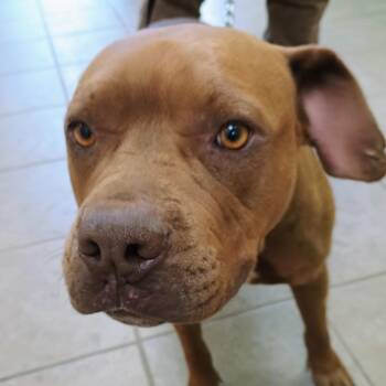 PENNY -  Pit Bull Terrier and Mixed Breed Dog for Adoption in Palestine, Texas - PENNY | PetCurious