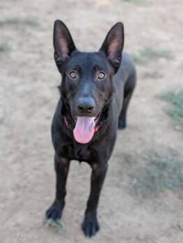 ERNIE -  German Shepherd Dog Dog for Adoption in Sacramento, California - ERNIE | PetCurious