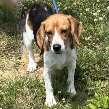 Velvet -  Beagle Dog for Adoption in Cincinnati, Ohio - Velvet | PetCurious
