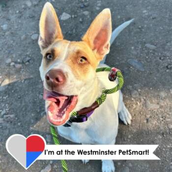 Milo -  Mixed Breed Dog for Adoption in Fort Collins, Colorado - Milo | PetCurious