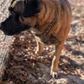 Mr. Rodgers 28301 -  Mastiff and Black Mouth Cur Dog for Adoption in Middleburg, Florida - Mr. Rodgers 28301 | PetCurious