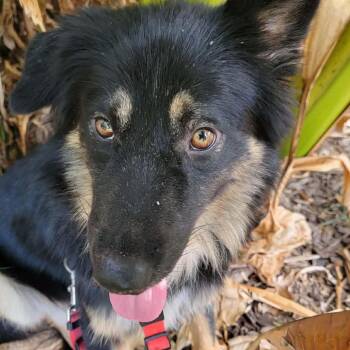 Sylvester -  Shepherd and Mixed Breed Dog for Adoption in Rockville, Maryland - Sylvester | PetCurious