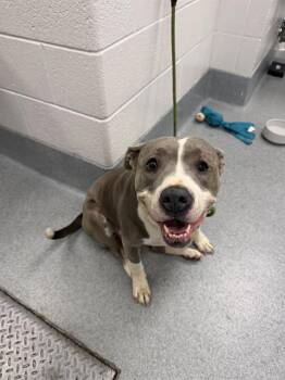 HARLEY -  Pit Bull Terrier and Labrador Retriever Dog for Adoption in Indianapolis, Indiana - HARLEY | PetCurious