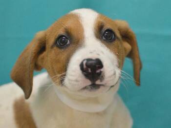 Ranger -  Labrador Retriever and Redbone Coonhound Dog for Adoption in Portland, Oregon - Ranger | PetCurious