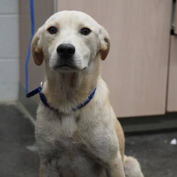 Duke -  Mixed Breed Dog for Adoption in Evensville, Tennessee - Duke | PetCurious