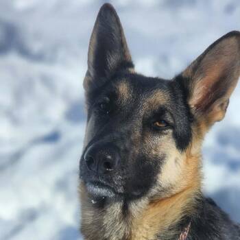 Xena -  German Shepherd Dog Dog for Adoption in Tulsa, Oklahoma - Xena | PetCurious