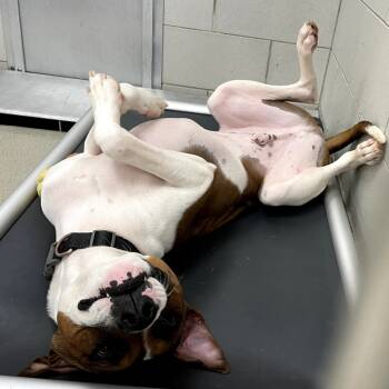 Rescue Pit Bull Terrier Dogs for Adoption in Nashville, Tennessee - Barron | PetCurious