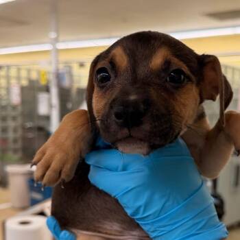 Mixed Breed Dogs Available for Adoption - Heath | PetCurious