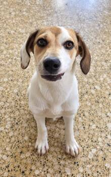 Jackie Sparrow -  Beagle and American Foxhound Dog for Adoption in Carolina, Carolina - Jackie Sparrow | PetCurious