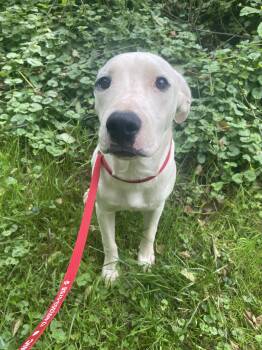 Rescue Dalmatian and Welsh Springer Spaniel Dogs for Adoption in Lewis Center, Ohio - Beck (Dalmatian/Lab/Spaniels 2) | PetCurious