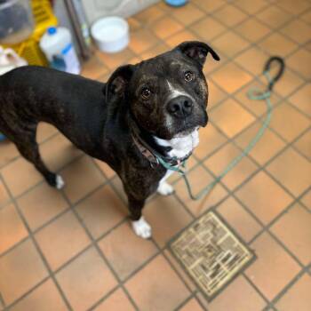 Mixed Breed Dogs Available for Adoption - Muttley | PetCurious