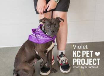 Violet -  Pit Bull Terrier and Mixed Breed Dog for Adoption in Kansas City, Missouri - Violet | PetCurious