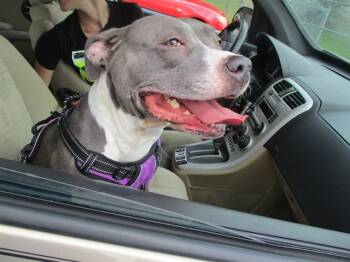 Rescue Staffordshire Bull Terrier Dogs for Adoption in Ocala, Florida - CRYSTAL | PetCurious