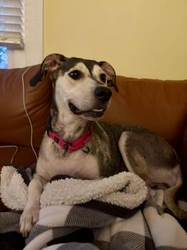 Ginger -  Shepherd and Hound Dog for Adoption in Irwin, Pennsylvania - Ginger | PetCurious