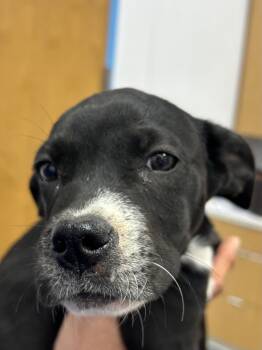 Rescue Terrier Dogs for Adoption in Hartsville, South Carolina - Von | PetCurious